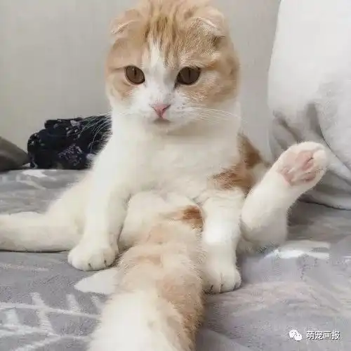 猫咪搞笑图片小集锦

