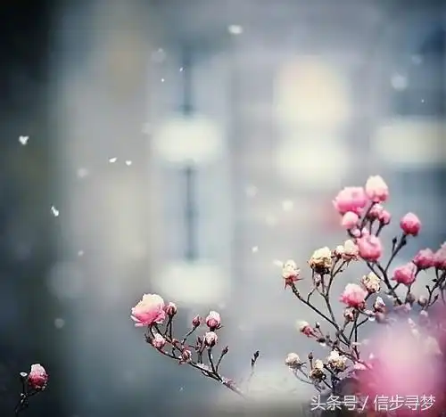 雪落了我就叫醒你
