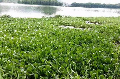 之前在我国泛滥成灾的水葫芦,如今为何见不到了,是消失了吗
