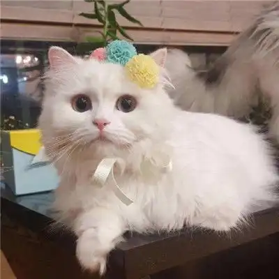 可爱又搞笑的小猫咪头像招财猫咪好运微信头像
