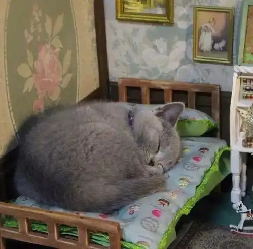 猫咪把小老鼠禁锢在身边,只是为了折磨它事实让人泪目
