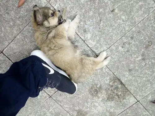 小奶狗在路边一直叫个不停,被路人踢飞,男子看到直接气炸了
