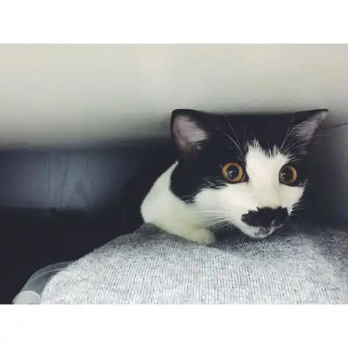 中华田园猫的颜值有多高
