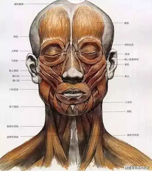 想要你的素描头像拿高分,这些结构一定要画对
