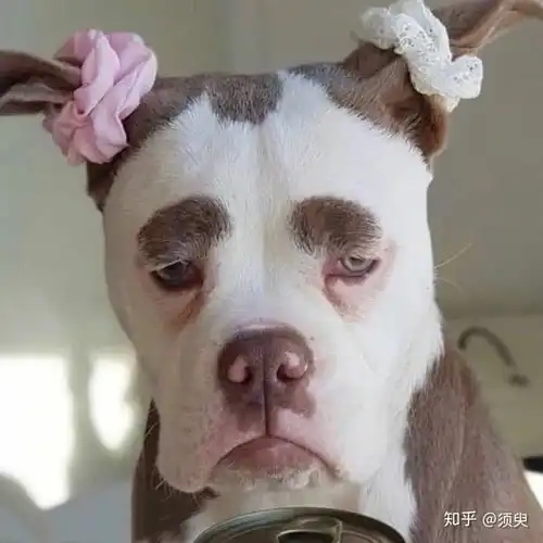 有哪些一看就没对象的头像
