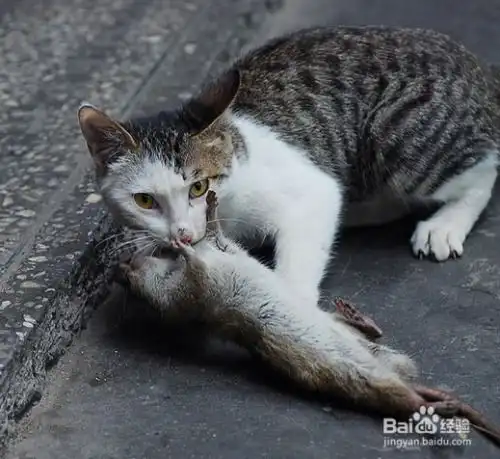 秋季如何捕捉老鼠
