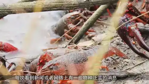 澳大利亚鳄鱼泛滥成灾,当地人头疼不已,政府无奈使出绝招
