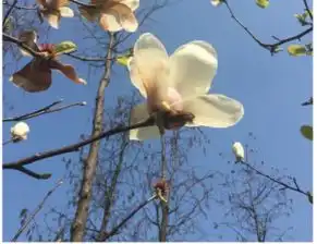 辛夷花与白玉兰的区别是什么
