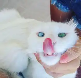 它看起来是一只普通的漂亮白色猫咪,但当睁开眼睛时令人难以置信
