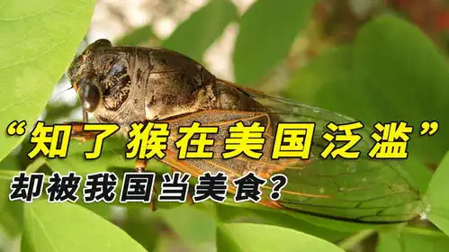 300亿知了猴在美国泛滥成灾,我国却当成美食2元1真能吃吗
