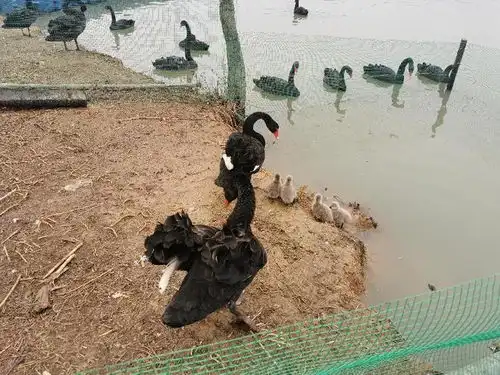 武汉野生动物王国黑天鹅幼儿园遭遇猛男奶爸危机
