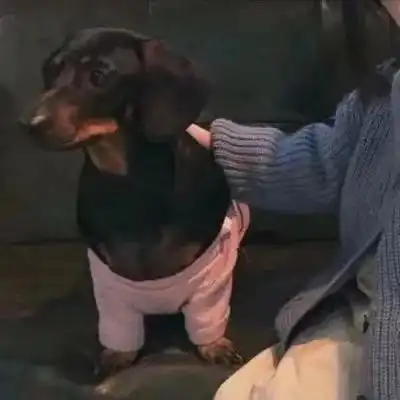 情侣头像之对象不是人系列情头
