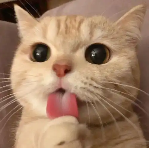 2021猫咪头像,这个冬天有人帮你暖手吗
