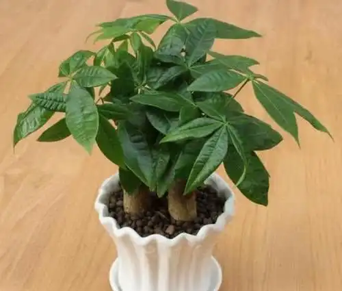 家里万万要摆放这5种植物,招好运又旺财,难怪身体越住越健康
