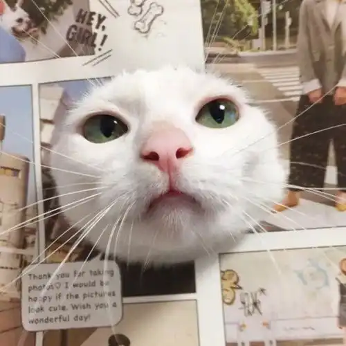 微信头像超好看的仙女闺蜜头像,这组头像简直太赞了
