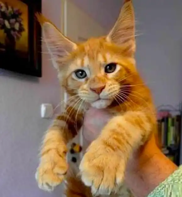 养了橘猫后每月都存不了钱,闺蜜看见猫咪的样子后,都差点笑喷了
