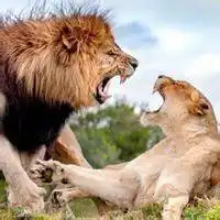 高清狮子的头像霸气微信头像图片大全
