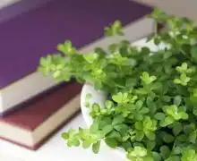 男女都可以用的qq头像
