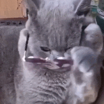 网友举板凳让在高处的猫咪下来,它却很傲娇的扭过头去不需要
