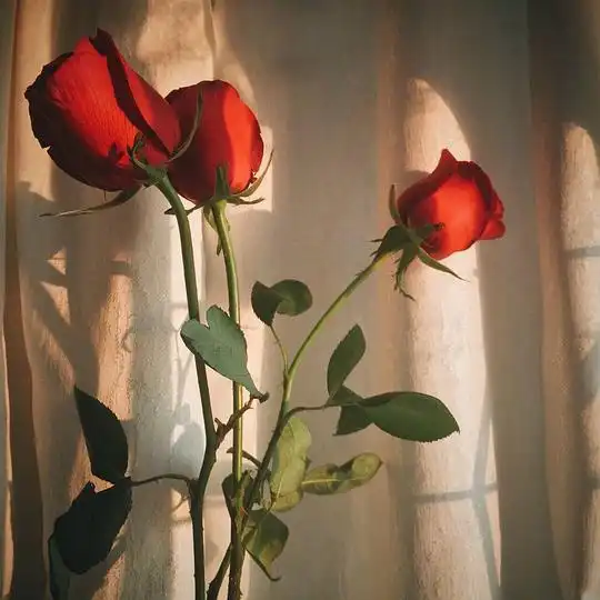 深白色的相册喜欢的配色
