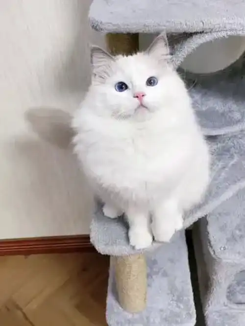 治愈猫咪这是俺的baby
