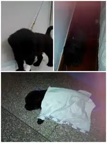 能不能帮我看看是不是金毛串还是土狗
