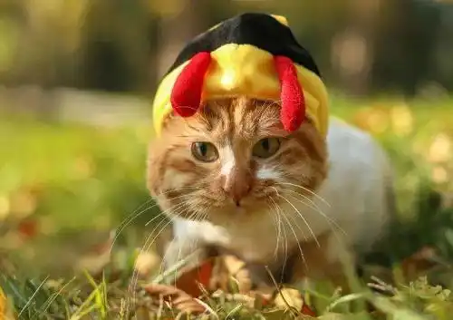 治愈爷爷因生病情绪暴躁,在橘猫的陪伴下变得温柔
