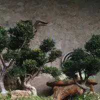 盆栽自然风景头像图片大全真实微信头像图片大全
