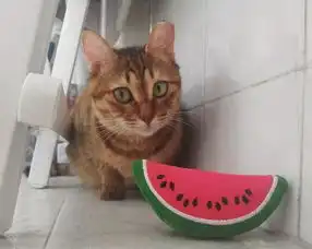 所以,你为什么要养猫
