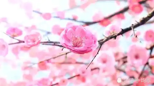 邓紫棋唯美古风歌曲桃花诺,歌声凄美婉转,一树桃花一世诺言
