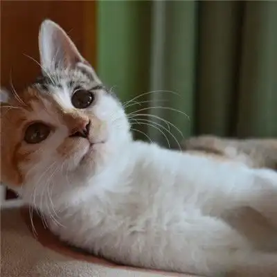 小猫咪头像,顽皮淘气的小猫咪图片
