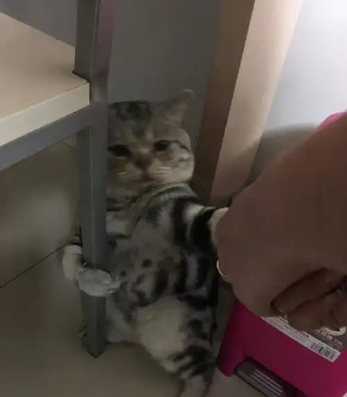 给猫咪洗澡前戏让主人哭笑不得,还真成精了
