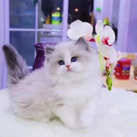 布偶猫协会
