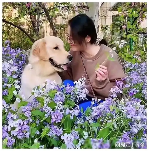 周海媚离世豪宅变保姆居所周妈妈为何不带爱犬回港真相待解
