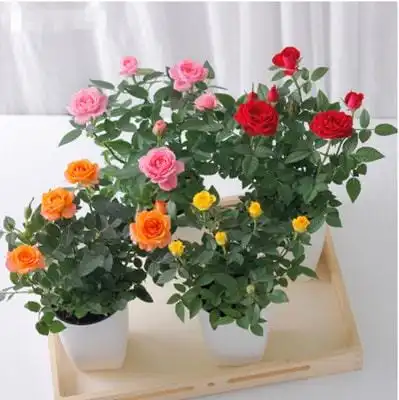 喜欢养花的女人,建议养这5种花,美容养颜好处多多
