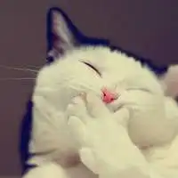 可爱猫狗头像猫喵喵狗汪汪微信头像图片大全
