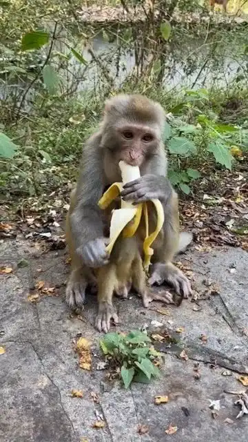 食物直接给小猴吃,太可爱了

