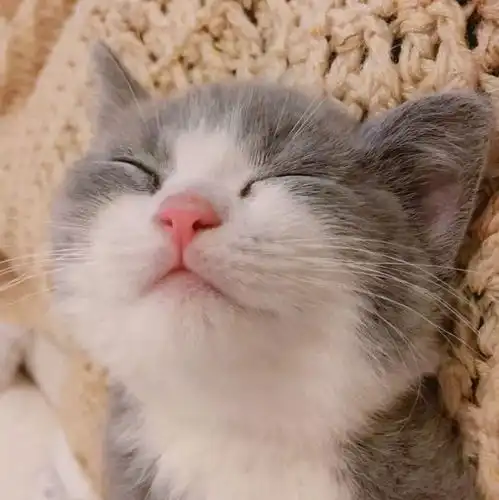 萌系头像你是我第一眼看到就喜欢的东西
