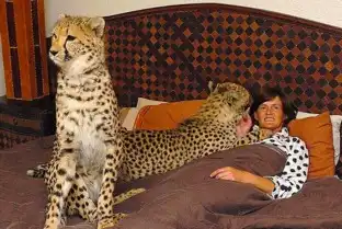 与凶猛动物一起生活是什么样的体验
