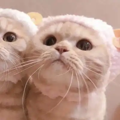 超可爱的猫咪情侣头像
