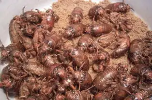 农村里曾经泛滥成灾,现在却成酒店招牌美食,还卖35元1斤
