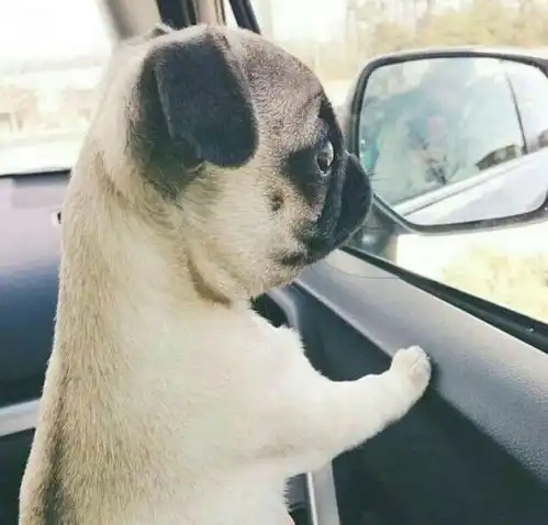 大年初三,请收下萌狗狗们给你的拜年大礼
