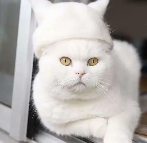 你家的喵星人摸起来手感好吗毛发是反应喵星人状态的最好说明
