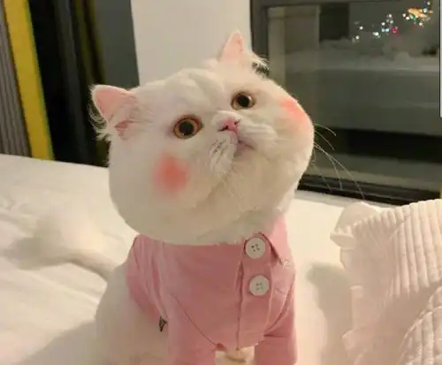 凡尔赛文学的沙雕句子
