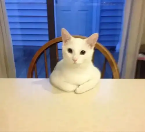 34张憨猫图片,这些猫可以治愈你的一整天,萌化你的心
