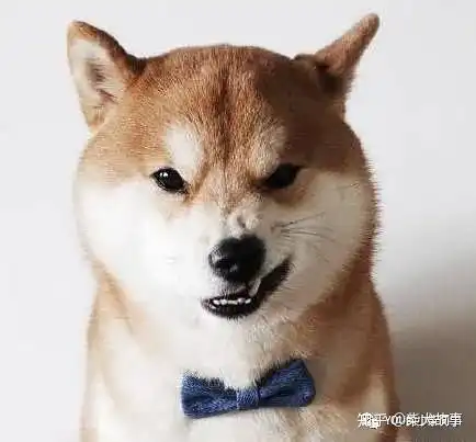 柴犬知道你是他的主人吗柴犬认主表现
