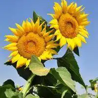 背景微信头像向日葵微信头像图片大全
