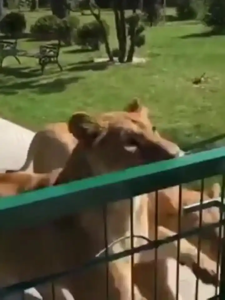 女子养了一对狮子幼崽送到动物园,七年之后来看它们像孩子一样扑向妈妈的怀抱
