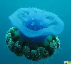 十大巨型动物侵略者有袋鼠美国泛滥成灾
