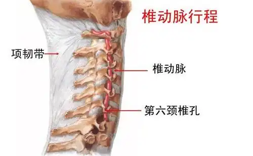 脊柱与周边的神经血管之间的关系
